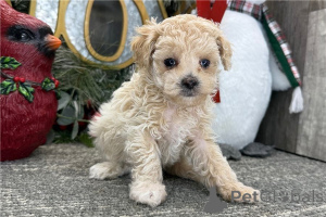 Photo №1. caniche (jouet) - à vendre en ville de Achenkircch | 350€ | Annonce №170127