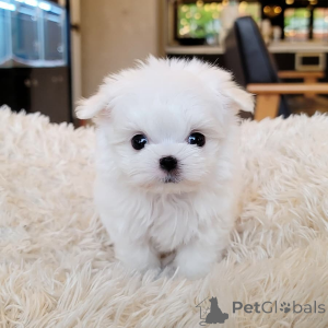 Photo №1. bichon maltais - à vendre en ville de San Domino | 750€ | Annonce №163505