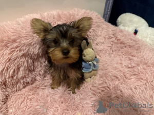 Photo №2 de l'annonce № 133374 de la vente yorkshire terrier - acheter à Allemagne annonce privée