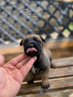 Photos supplémentaires: Chiots berger belge