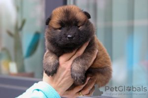 Photo №2 de l'annonce № 103981 de la vente eurasier - acheter à La Lettonie de la fourrière, éleveur