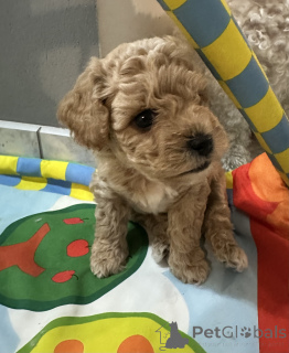 Photo №1. bichon à poil frisé - à vendre en ville de Wrocław | 1550€ | Annonce №110122