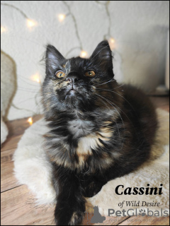 Photo №3. Chatons Maine Coon de 14 semaines. Allemagne