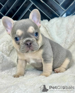 Photo №1. bouledogue - à vendre en ville de Vigo | 400€ | Annonce №126706