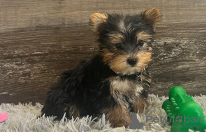 Photo №1. yorkshire terrier - à vendre en ville de Berlin | 350€ | Annonce №107525