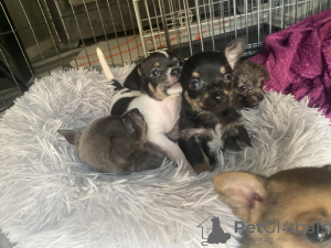 Photo №1. chihuahua - à vendre en ville de Oregon City | 331€ | Annonce №112171