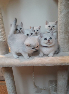 Photo №4. Je vais vendre british shorthair en ville de Аугсбург. annonce privée, éleveur - prix - 350€