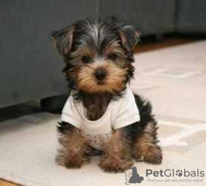 Photo №3. Teacup Yorkshire Terrier Puppy en adoption gratuite. Allemagne