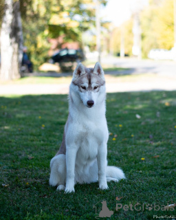 Photo №2 de l'annonce № 157072 de la vente husky de sibérie - acheter à Serbie 