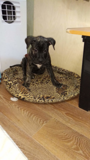 Photo №4. Je vais vendre ca de bou en ville de Saint-Pétersbourg. de la fourrière - prix - Négocié