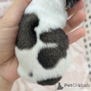 Photo №2 de l'annonce № 163644 de la vente chihuahua - acheter à La finlande annonce privée, de l'abri