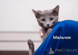 Photo №3. toute une gang de chatons de filles. Fédération de Russie