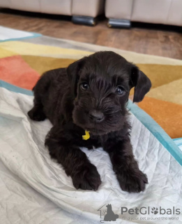 Photo №3. De magnifiques chiots Schnauzer vaccinés disponibles à la vente maintenant pour. Espagne