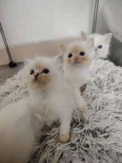 Photo №1. ragdoll - à vendre en ville de Anvers | Gratuit | Annonce № 165810