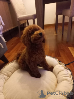 Photo №1. caniche (jouet) - à vendre en ville de Borough de Londres de Camden | 350€ | Annonce №160256