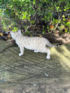 Photo №2 de l'annonce № 152535 de la vente bengal - acheter à Allemagne annonce privée