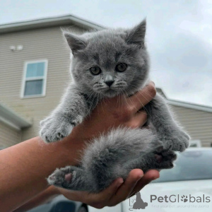 Photo №2 de l'annonce № 137217 de la vente british shorthair - acheter à Allemagne éleveur
