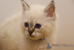 Photo №2 de l'annonce № 172226 de la vente sacré de birmanie - acheter à Mexique annonce privée