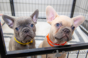 Photo №1. bouledogue - à vendre en ville de Berlin | Gratuit | Annonce №120484