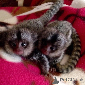 Photo №1.  - à vendre en ville de Arronman de Bruxelles Capital | Gratuit | Annonce №161693