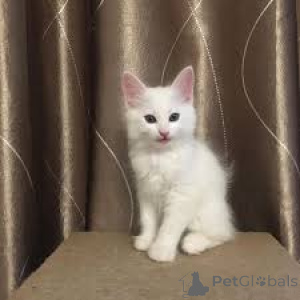 Photo №2 de l'annonce № 172746 de la vente angora turc - acheter à Belgique annonce privée, éleveur