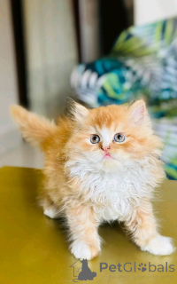 Photo №2 de l'annonce № 136516 de la vente ragdoll - acheter à Allemagne éleveur