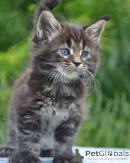 Photo №1. maine coon - à vendre en ville de Aarschot | Gratuit | Annonce № 128948