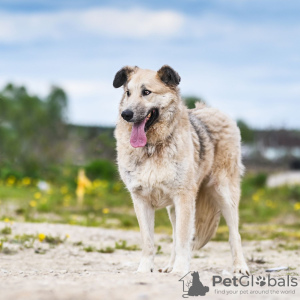 Photos supplémentaires: Georges est un chien délicat et affectueux. Vous cherchez une maison!