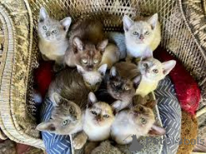 Photo №1. burmese - à vendre en ville de Bruxelles | 500€ | Annonce № 166611