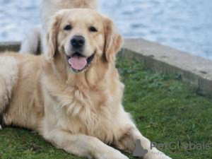 Photo №1. golden retriever - à vendre en ville de Los Angeles | Gratuit | Annonce №57457