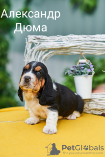 Photo №2 de l'annonce № 7403 de la vente basset hound - acheter à Fédération de Russie annonce privée