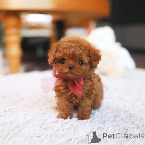 Photo №4. Je vais vendre bichon maltais en ville de Bradenton. éleveur - prix - négocié