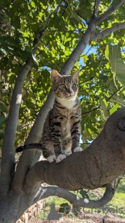 Photos supplémentaires: Le chaton Kiselechek recherche une famille aimante.