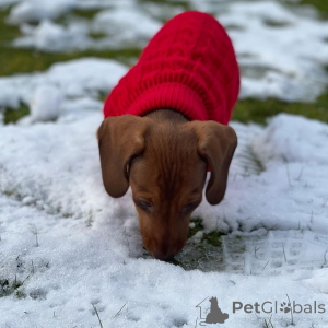 Photo №3. 2 chiots teckel sont des compagnons ludiques, curieux et adorables. Avec leurs. Danemark