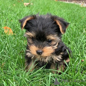 Photo №1. yorkshire terrier - à vendre en ville de Berlin | 500€ | Annonce №138884