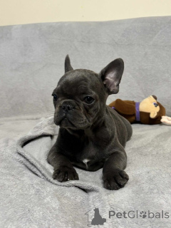 Photo №2 de l'annonce № 160300 de la vente bouledogue - acheter à La finlande annonce privée