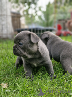 Photo №2 de l'annonce № 161853 de la vente bouledogue - acheter à Biélorussie annonce privée, de la fourrière