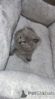 Photo №2 de l'annonce № 166921 de la vente british longhair - acheter à Allemagne annonce privée