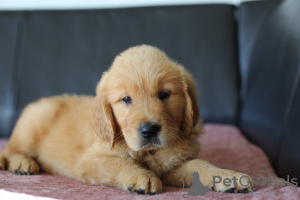 Photo №3. Chiots GOLDEN RETRIEVER-golden et dark gold, ZKwP, après champions, type. Pologne