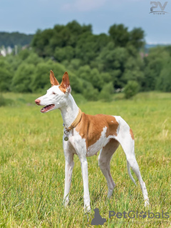 Photo №4. Je vais vendre podenco d'ibiza en ville de Москва. éleveur - prix - négocié