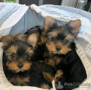 Photo №3. Achetez vos adorables chiots Yorkshire Terrier vaccinés disponibles dès. L'Autriche