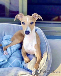 Photo №3. Whippet. Allemagne