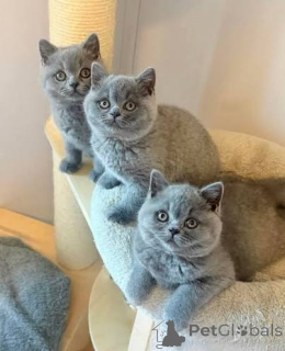 Photo №1. british shorthair - à vendre en ville de Cracovie | 450€ | Annonce № 173283