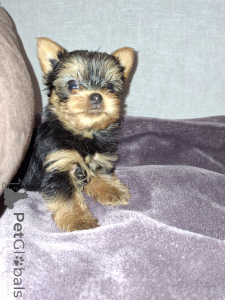 Photo №3. Fille et garçon Yorkshire Terrier. . Estonie