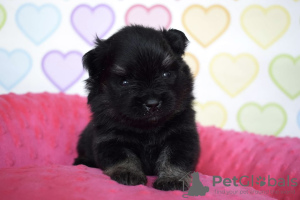 Photos supplémentaires: Chiots Spitz de Poméranie