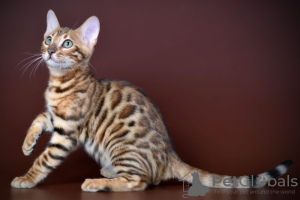 Photo №3. Wunderschöner Bengal-Junge et -Mädchen. Allemagne