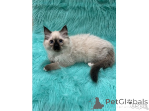 Photo №1. maine coon - à vendre en ville de Riverside | 495€ | Annonce № 143165
