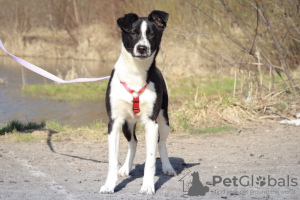 Photo №1. chien bâtard - à vendre en ville de Москва | Gratuit | Annonce №72053