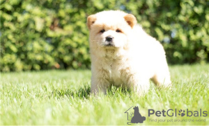 Photos supplémentaires: Les chiots Chow Chow sont maintenant prêts à emménager dans de nouveaux foyers