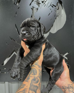 Photo №1. cane corso - à vendre en ville de Aiola | négocié | Annonce №162901